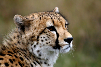 Richard's River Camp: Gepardenportrait