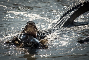 Roots and Journeys: Krokodil mit Beute