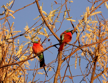 Setari Camp: Karminspinte
