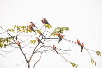 Sette Cama Eco Camp: Rosenspint Rosy Bee-Eater