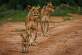 Soroi Larsens Tented Camp: Löwenfamilie