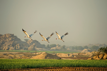 Sujan Jawai: Kraniche im Flug