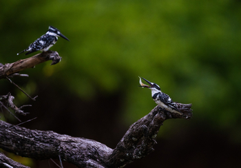 Sungani Lodge Sungani Lodge: Graufischer mit Beute