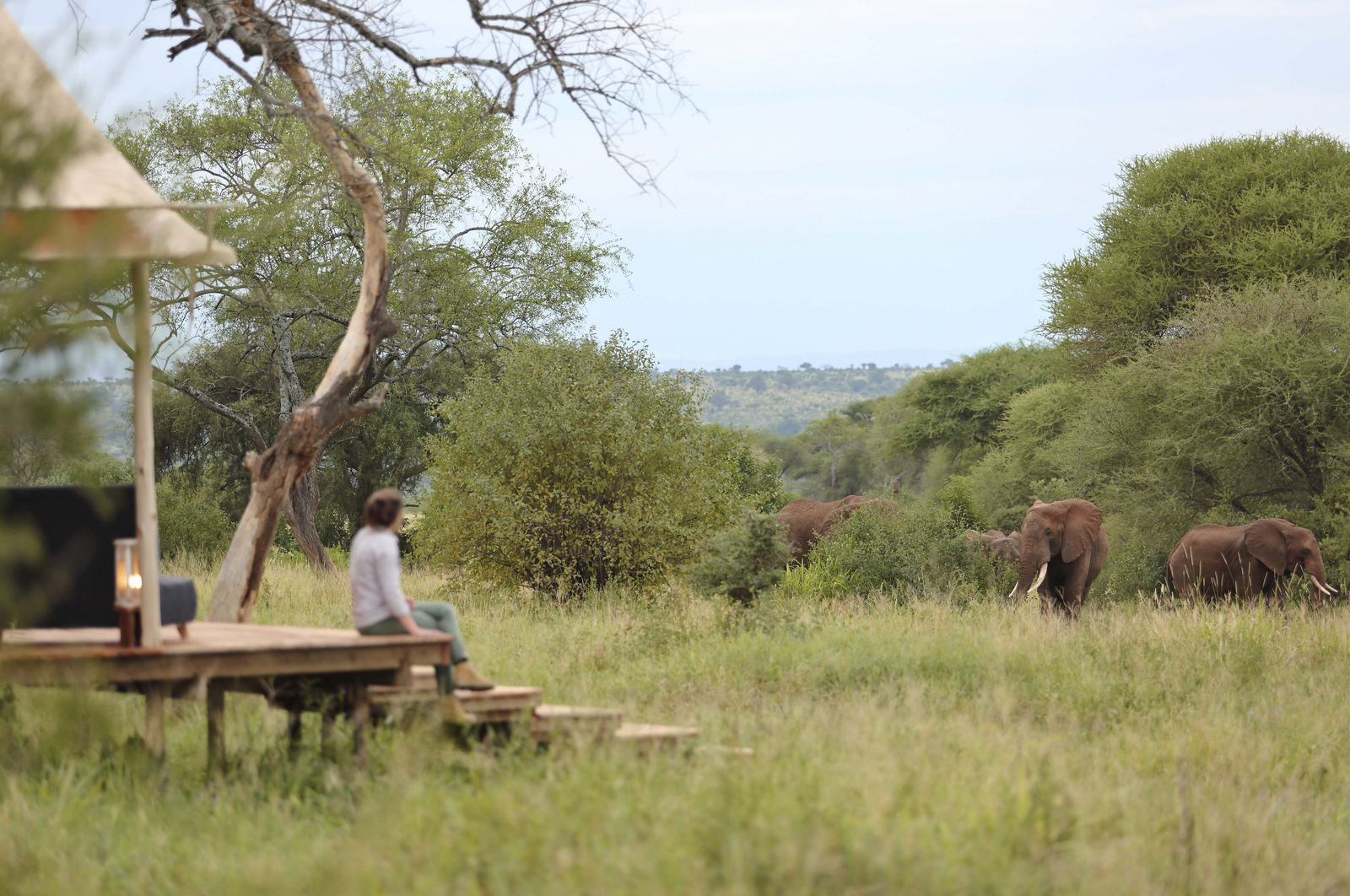 Tarangire Ndovu Tented Lodge Tarangire Ndovu Tented Lodge: Elefanten ziehen durch das Camp
