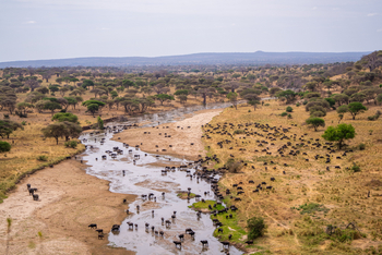 Tarangire Safari Lodge: Büffelherde