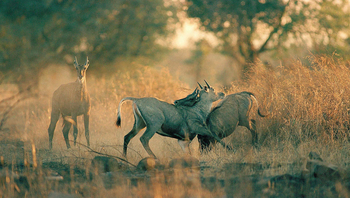 The Sarai at Toria: Kämpfende Nilgai-Antilopen