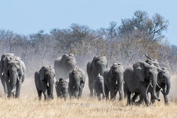 Verney's Camp: Elefantenherde