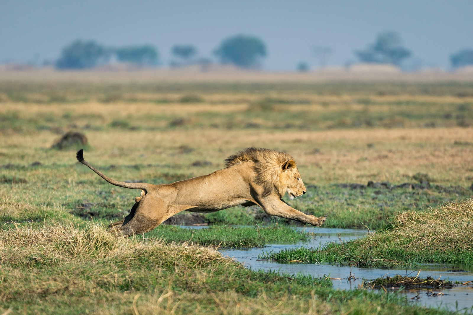 Shumba Camp Shumba Camp