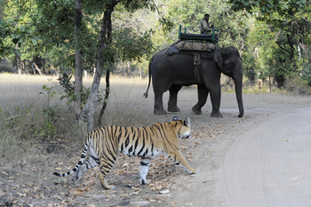 Bandhavgarh National Park: Tiger und Elefant
