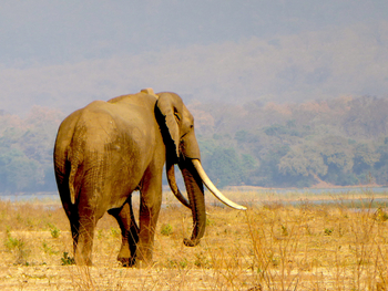Camp Mana: Elefant von hinten