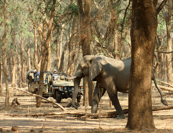 Old Mondoro Camp: Elefant zwischen Bäumen