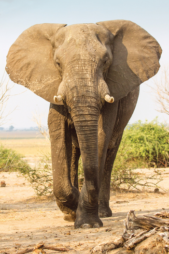 Chobe Game Lodge: Bulle