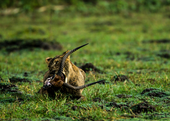 Duba Plains Camp: Löwe mit Restbeute