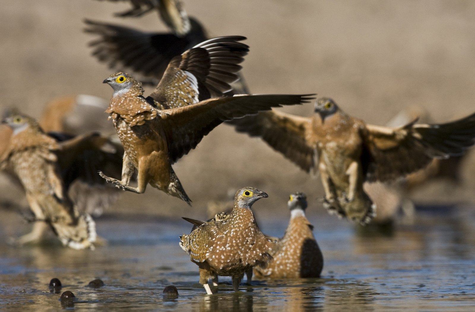 Grassland Bushman Lodge Grassland Bushman Lodge