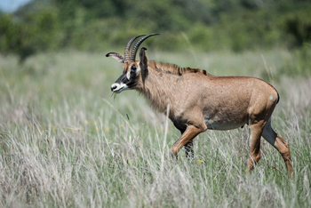 Ila Safari Lodge Ila Safari Lodge: Rappenantilope