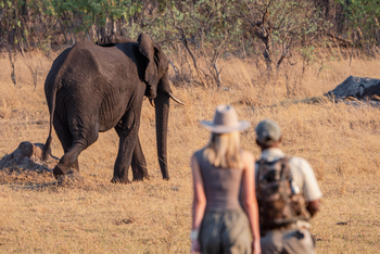 Ivory Safari Lodge Ivory Safari Lodge: Elefantenbegegnung