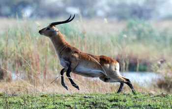 Jackalberry Camp: Rote Moorantilope