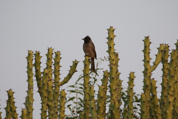 Jawai: Bulbul