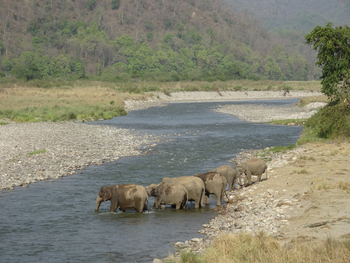 Jim's Jungle Retreat: Elefanten im Fluss