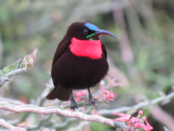 Katara Lodge: Scarlet-chested Sunbird