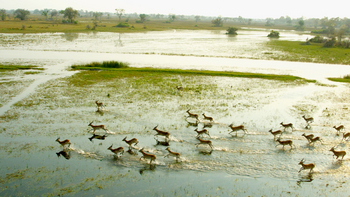 Kujwana Camp: Antilopenherde