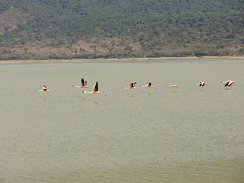 Lake Natron Camp: Flamingos
