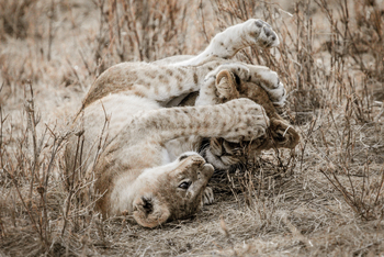 Legendary Mila Tented Camp: Löwenbabies