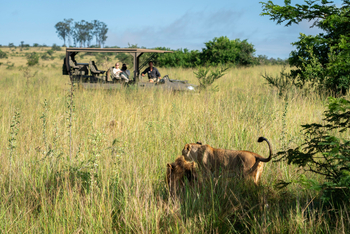 Magashi Camp: Löwenpärchen