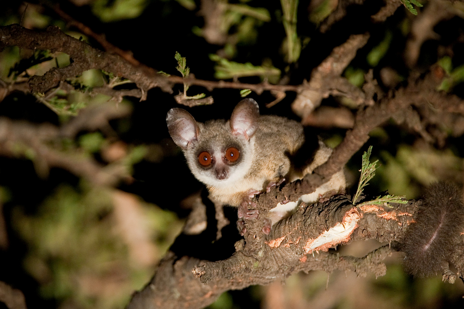 Mara Plains Camp Mara Plains Camp: Galago