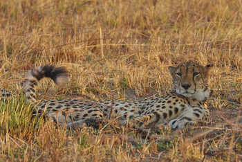 Mukambi Fig Tree Bush Camp: Ruhender Gepard