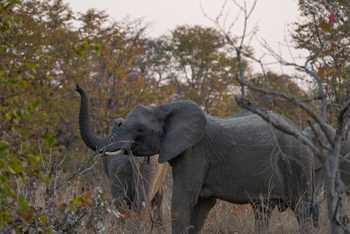 Nanzhila Lake Camp Nanzhila Lake Camp: Witternder Elefant