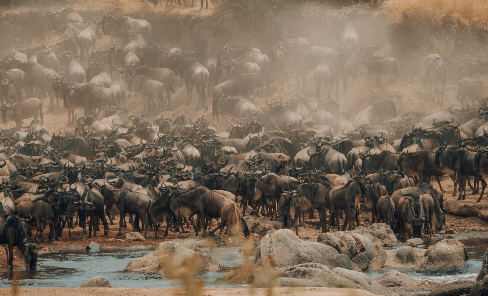 Nimali Mara Camp Nimali Mara Camp: Gnuherde