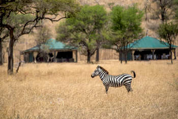 Nimali Serengeti Camp: Zebra vor dem Camp
