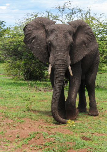 Old Drift Lodge: Elefantenbulle