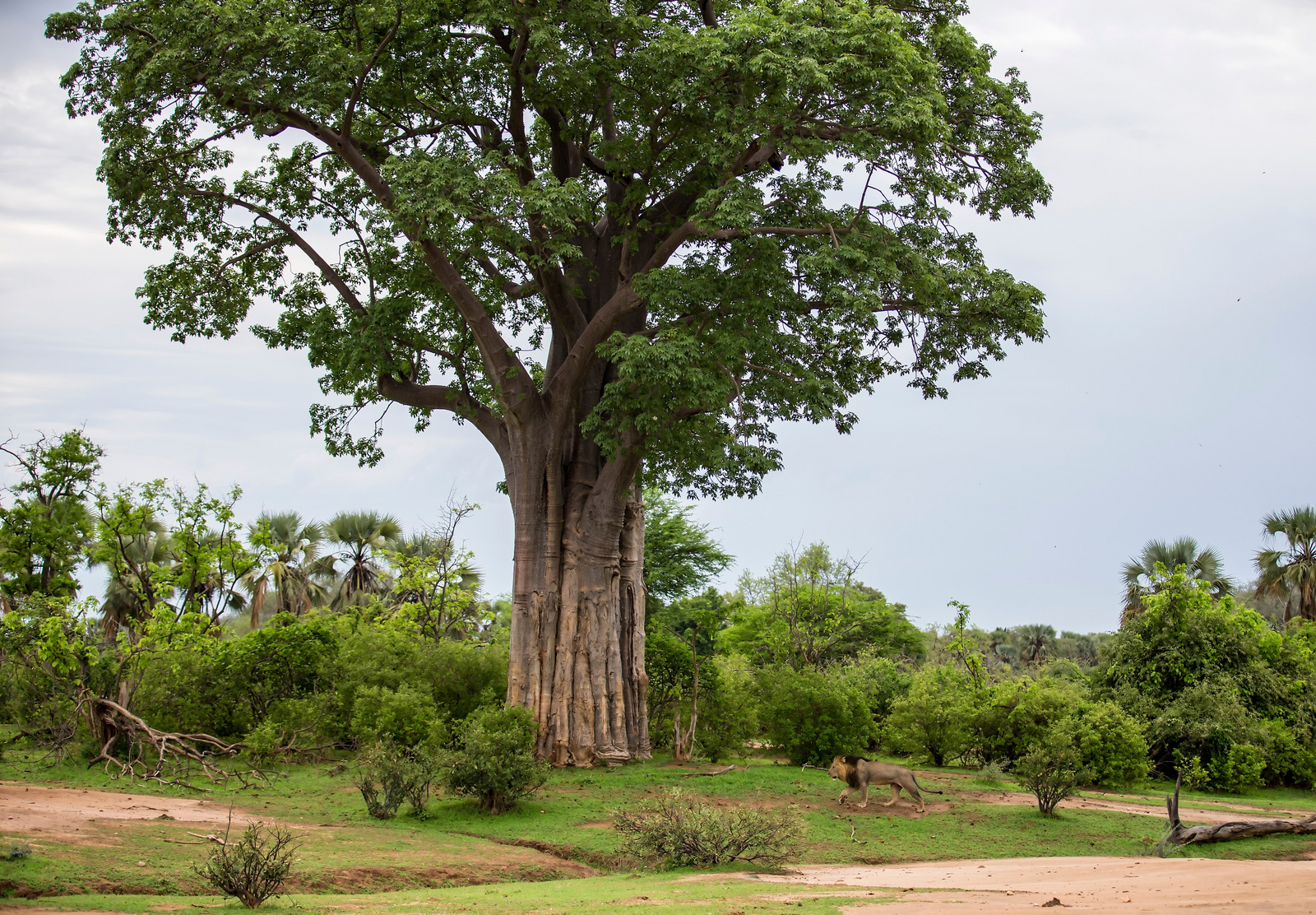 Royal Zambezi Lodge Royal Zambezi Lodge: Baobab und Löwe