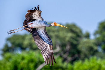 Saguni Safari Lodge Saguni Safari Lodge: Yellow-billed Storck