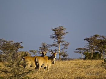 Segera Retreat: Elen-Antilopen