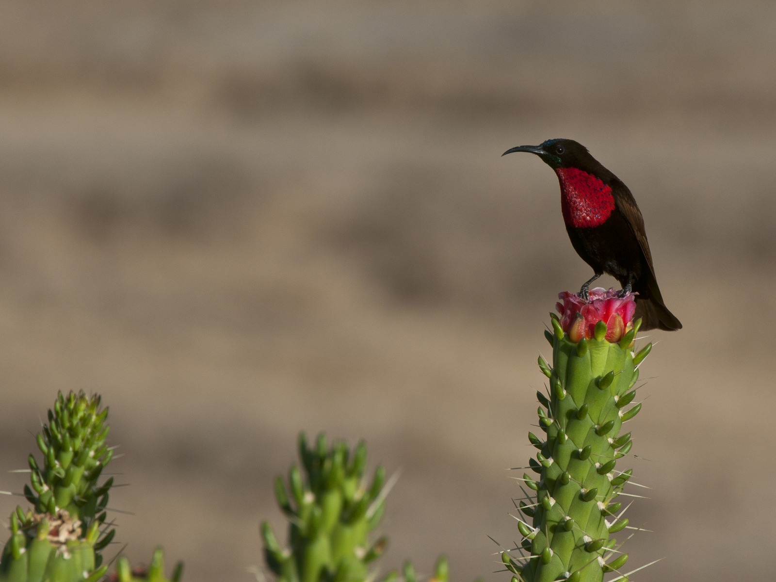 Segera Retreat Segera Retreat: Rotbrust-Glanzköpfchen
