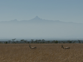 Segera Retreat: Thomson-Gazellen vor dem Mount Kenya