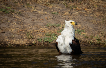 Serondela Lodge: Schreiseeadler im klaren Uferwasser zur Mittagszeit