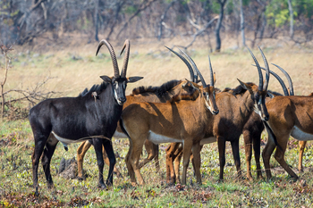 Shumba Camp Shumba Camp: Rappenantilopen