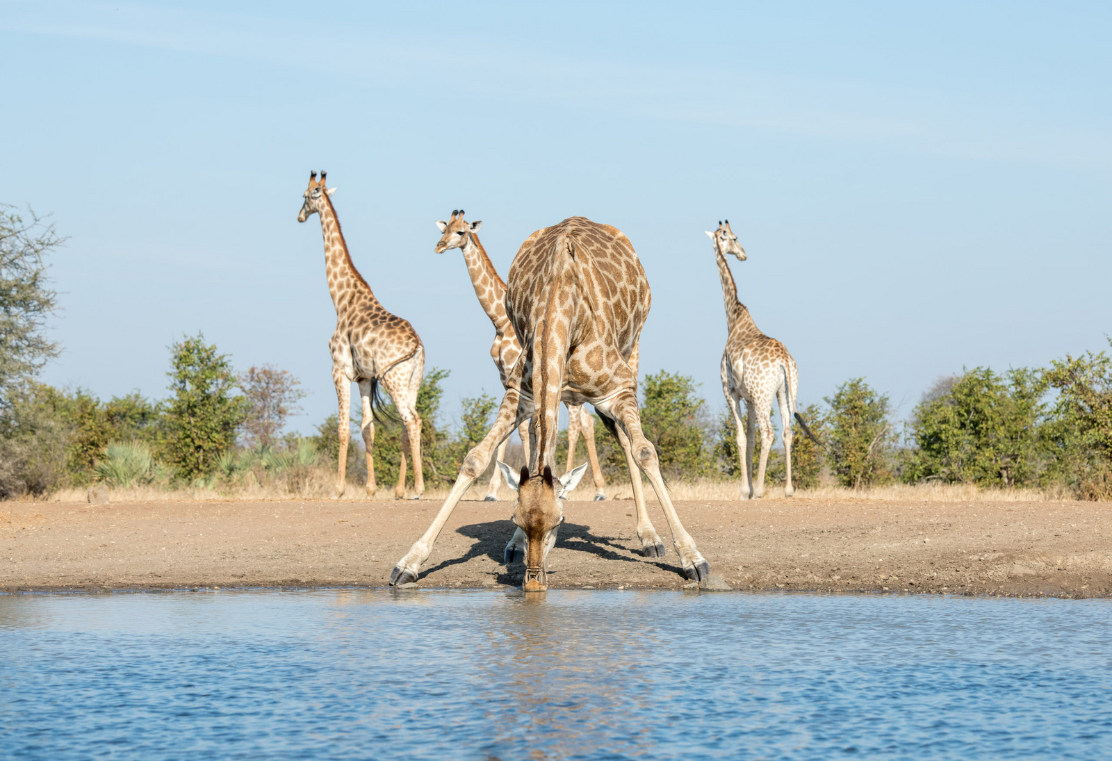 Singita Pamushana Lodge Singita Pamushana Lodge: Trinkende Giraffe