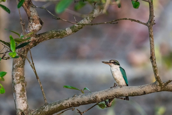 Sunderban Tiger Camp: Collared Kingfisher
