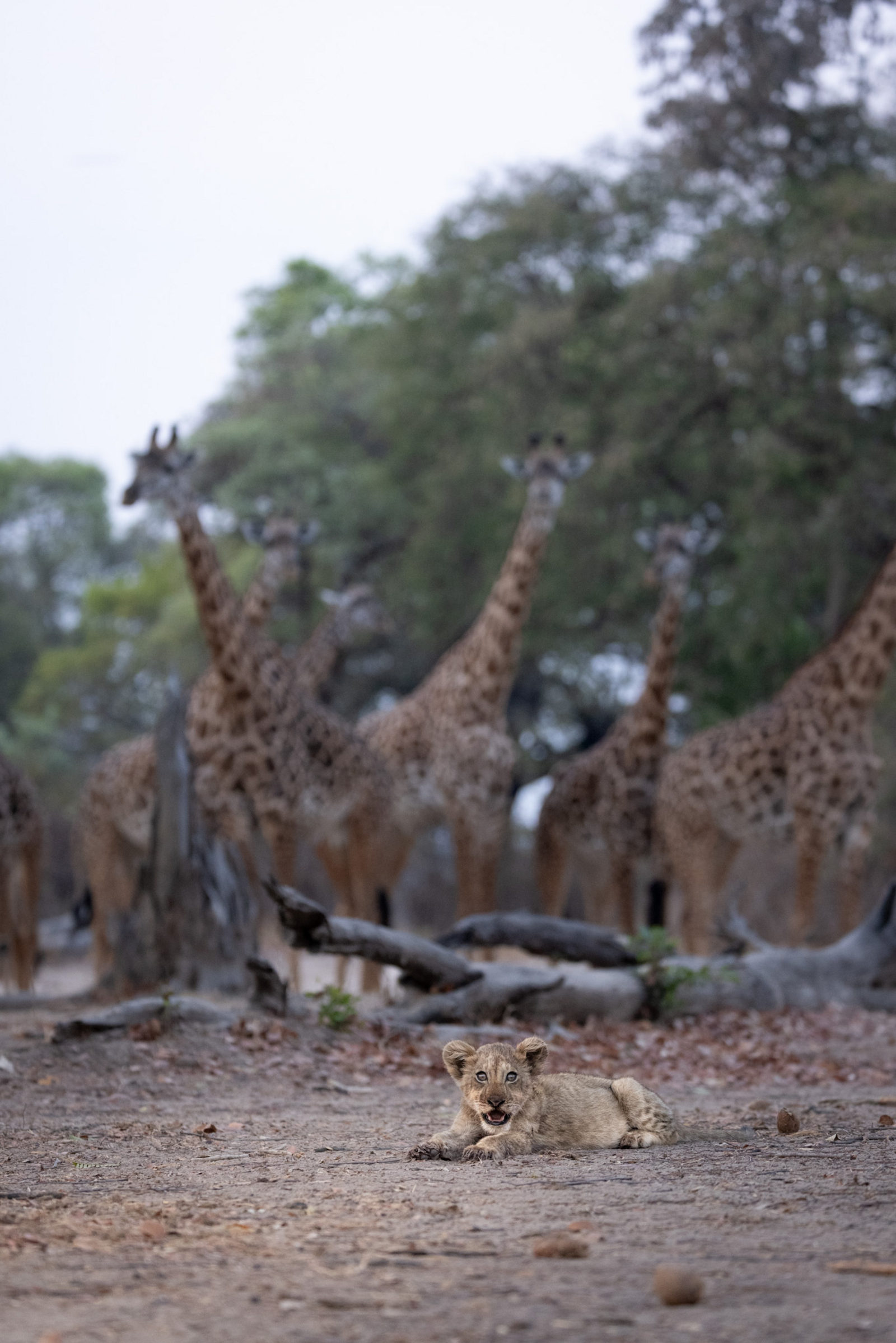 Sungani Lodge Sungani Lodge: Löwenbaby und Giraffen