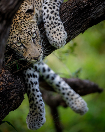 Tanda Tula Safari Camp: Leopard