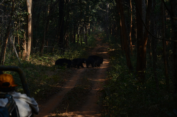 Tathastu Resort Tadoba: Lippenbär