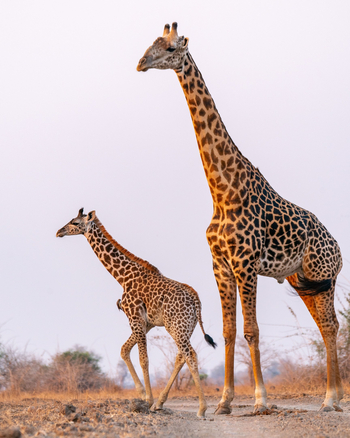 Time + Tide South Luangwa: Giraffenpaar