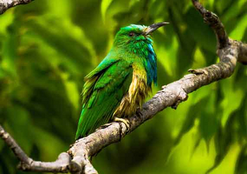 Waghoba Eco Lodge: Perching Bee-Eater