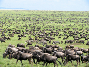 andBeyond Serengeti under Canvas: Great Migration