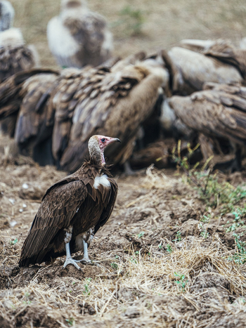 Anabezi Luxury Tented Camp: Kapuzengeier